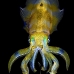 squid_reef_bigfin_bb_v_1376_alo3465.jpg